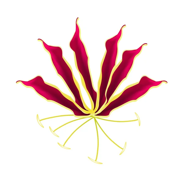 Flame Lily or Gloriosa Superba Flower on White Background — Wektor stockowy