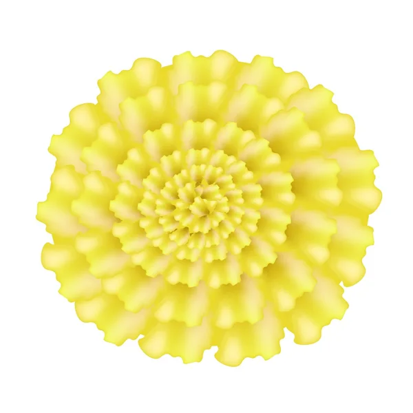 Fiore di calendula gialla su sfondo bianco — Vettoriale Stock