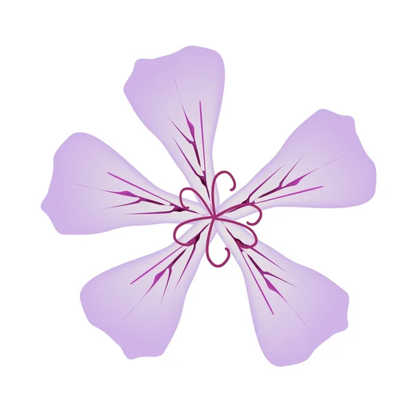 Rose Geranium Flowers or Pelargonium Graveolens Flowers — Stock vektor