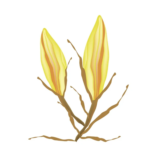 Gelbe Äquiphyllum-Blüten auf weißem Hintergrund — Stockvektor