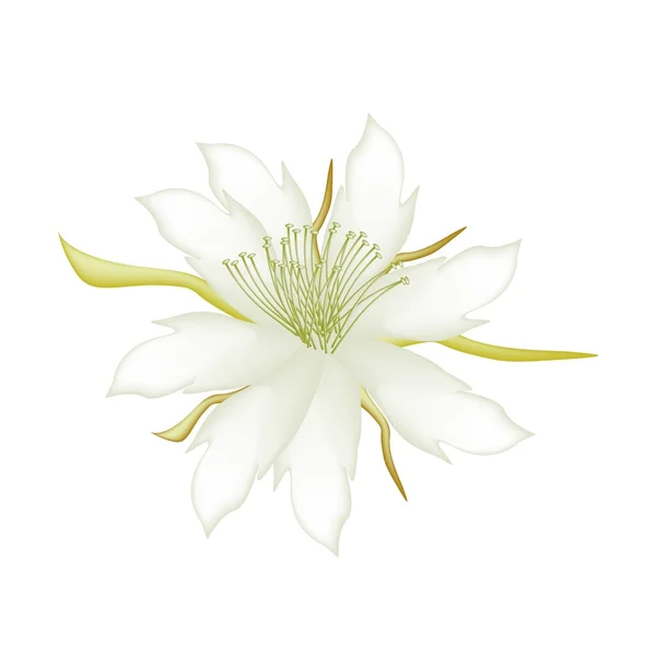 White Equiphyllum Flowers on A White Background — 图库矢量图片