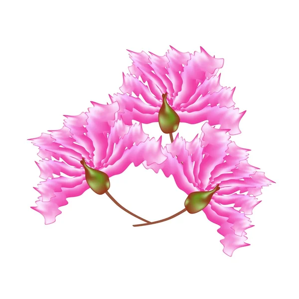 Pink Crape Myrtle Flores sobre fondo blanco — Vector de stock
