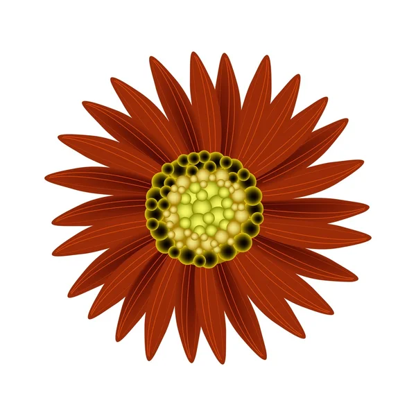 Elegant Perfect Red Sunflower on White Background — ストックベクタ