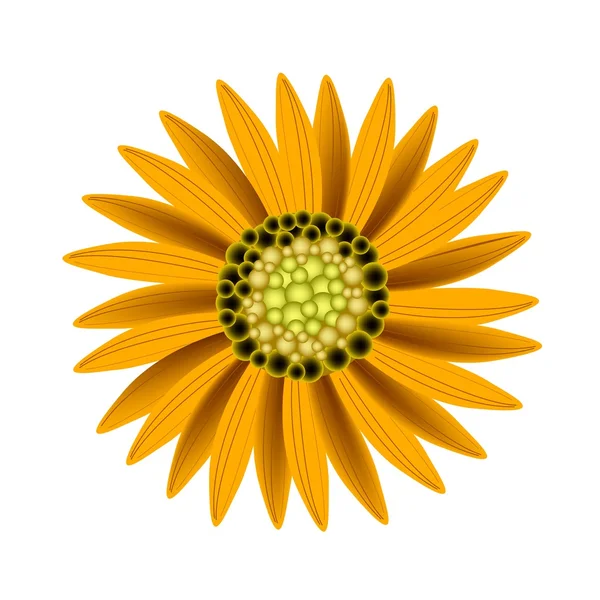 Elegant Perfect Orange Sunflower on White Background — ストックベクタ