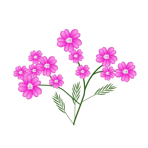 Blossoming of Pink Yarrow Flowers or Achillea Millefolium Flowers — Stock Vector