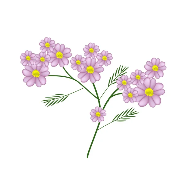 Blossoming of Pink Yarrow Flowers or Achillea Millefolium Flowers — 图库矢量图片