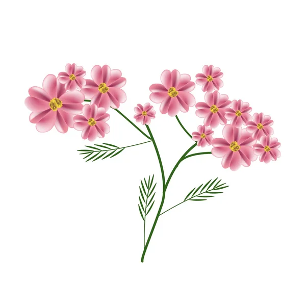 Florecimiento de viejas flores de la milenrama de la rosa o flores de Achillea Millefolium — Vector de stock