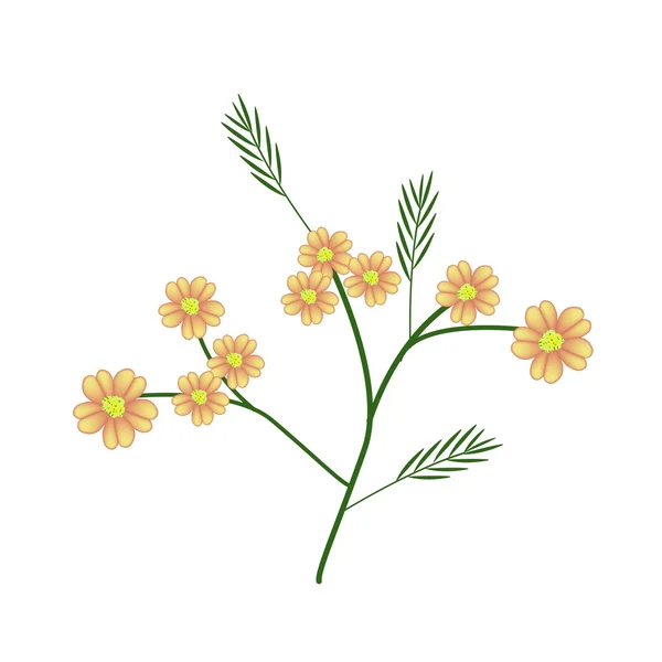 Blossoming of Orange Yarrow or Achillea Millefolium Flowers — 图库矢量图片