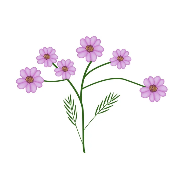 Blossoming of Purple Yarrow Flowers or Achillea Millefolium Flowers — стоковий вектор