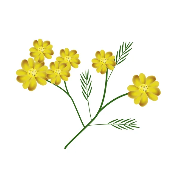 Blossoming of Yellow Yarrow Flowers or Achillea Millefolium Flowers
