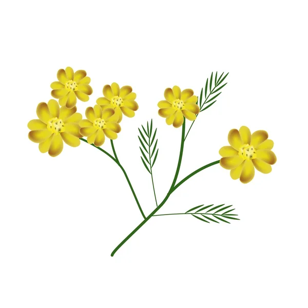 Blossoming of Yellow Yarrow Flowers or Achillea Millefolium Flowers — стоковий вектор