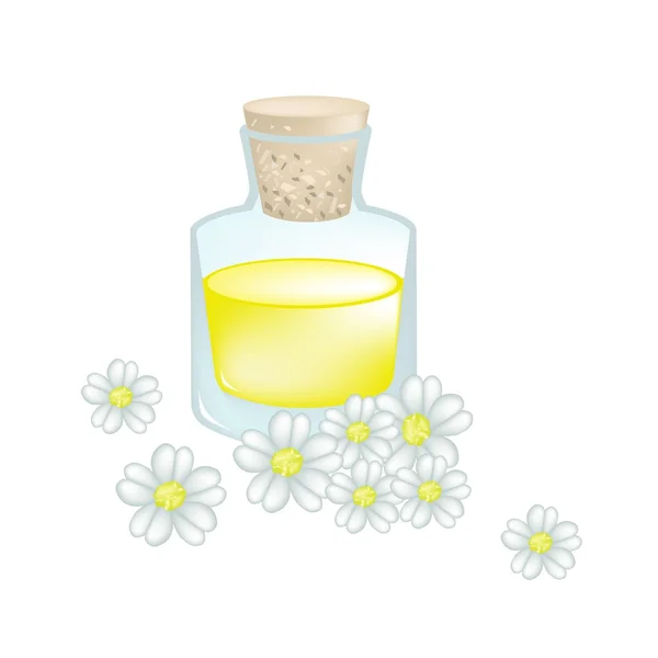 Blossoming of White Yarrow Blossoms with Essential Oil — ストックベクタ