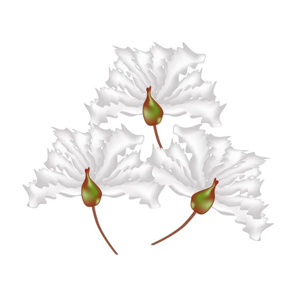 Flores de mirto rojo sobre fondo blanco — Vector de stock