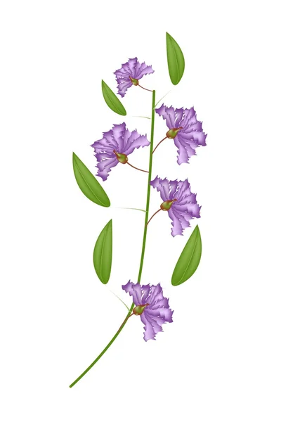 Bunch of Purple Crape Myrtle Flowers on White Background — Stock Vector