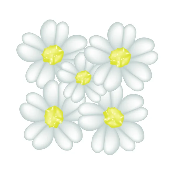 Verse witte duizendblad Blossoms op witte achtergrond — Stockvector