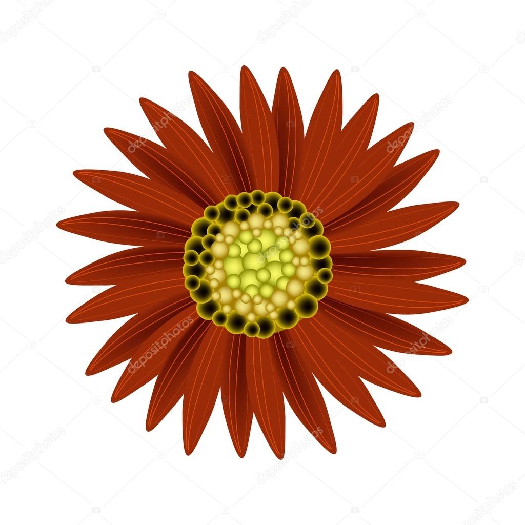 Elegant Perfect Red Sunflower on White Background