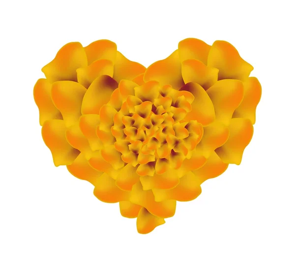 橙色的法语万寿菊花在心的形状 — 图库矢量图片