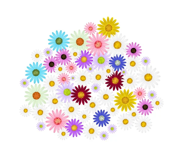 Assorted Daisy Flowers on A White Background — 图库矢量图片