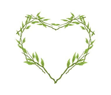 Pedilanthus Tithymaloides Plants in Beautiful Heart Shape