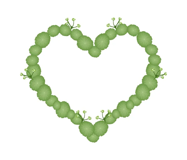 Fresh Asiatic Pennywort in Beautiful Heart Shape — Stock Vector