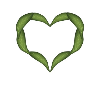 Beautiful Fresh Green Leaves in A Beautiful Heart