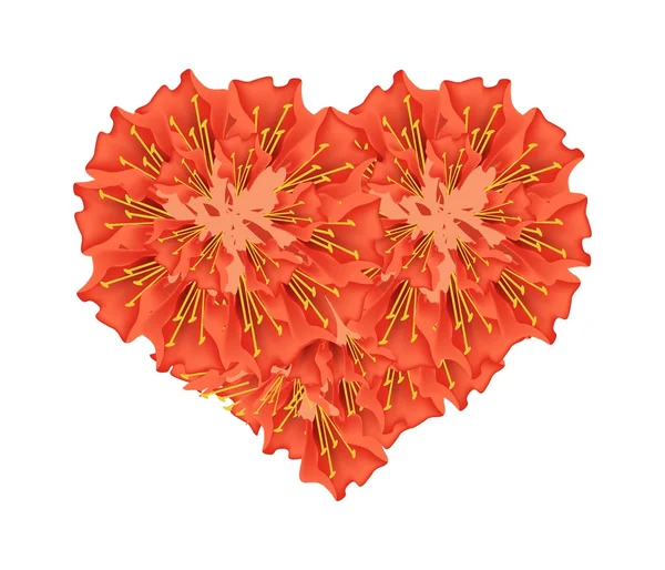 Scharlachrote Flammenbohnenblüten in Herzform — Stockvektor