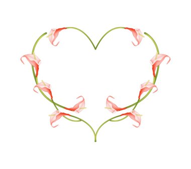 Beautiful Red Anthurium Flowers in Heart Shape