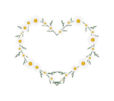 Beautiful White Daisy Flowers in Heart Shape