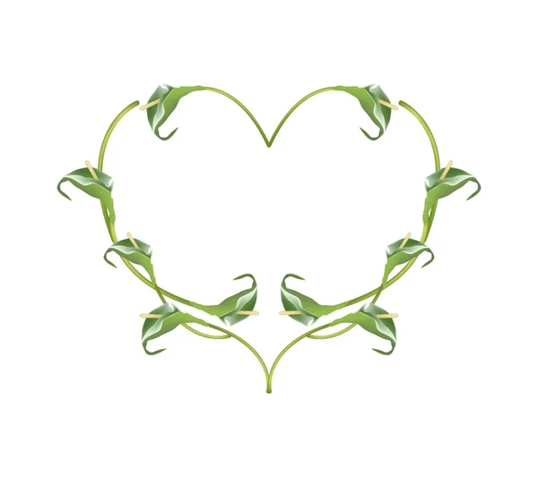 Beautiful Green Anthurium Flowers in Heart Shape — ストックベクタ