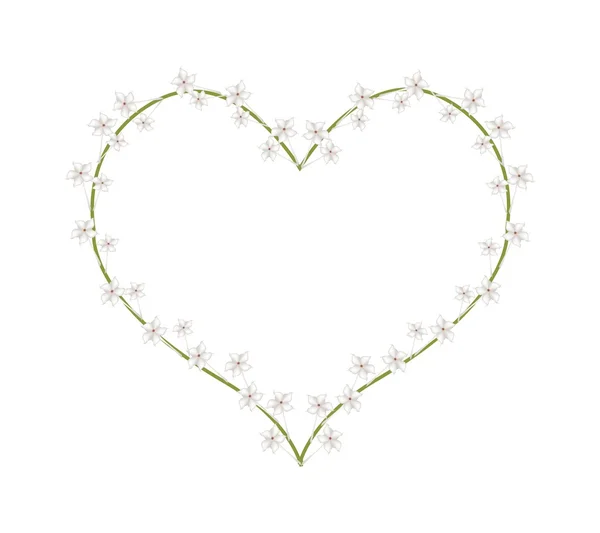 White Madagascar Jasmine Flowers in A Heart Shape — Stock Vector