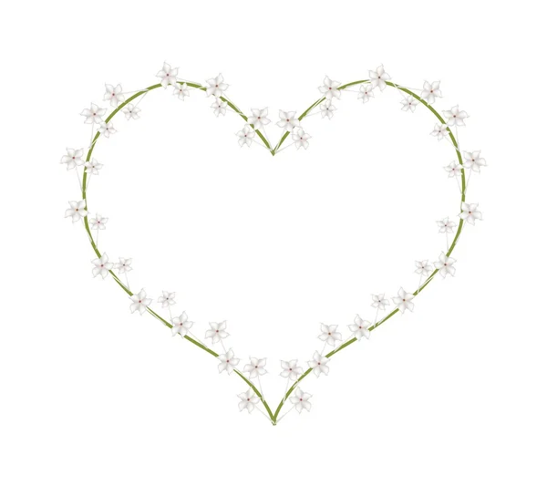 White Madagascar Jasmine Flowers in A Heart Shape — Stockvector