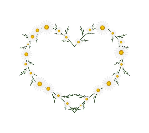 Beautiful White Daisy Flowers in Heart Shape — Stockvector