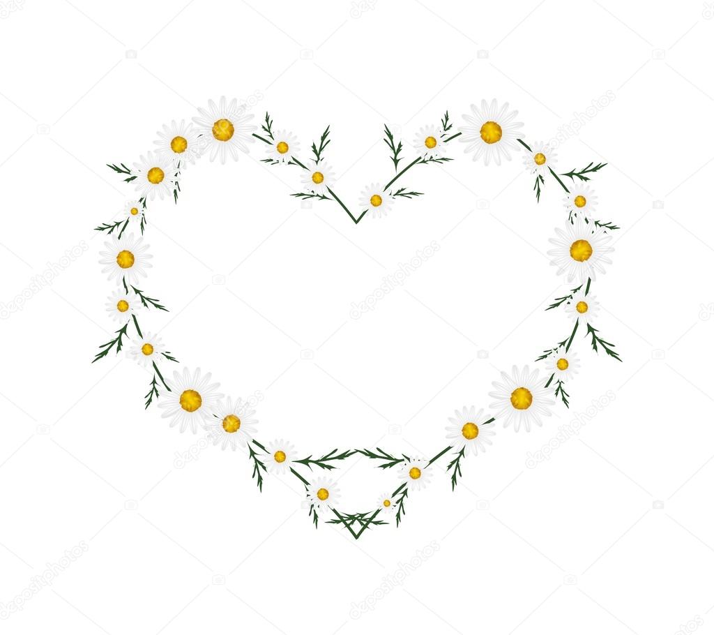 Beautiful White Daisy Flowers in Heart Shape