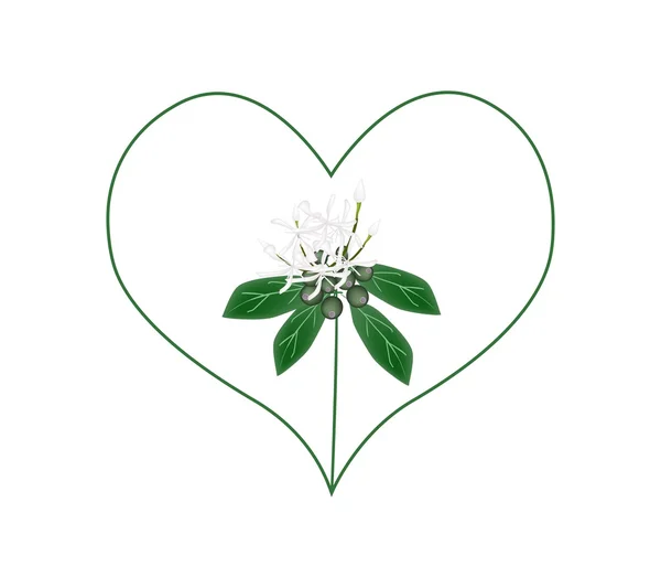 Flores brancas de Ixora em uma forma de coração — Vetor de Stock