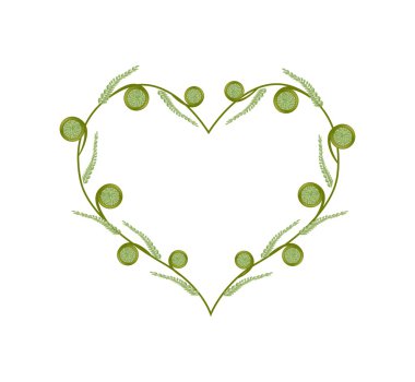 Fresh Green Fiddleheads in A Beautiful Heart