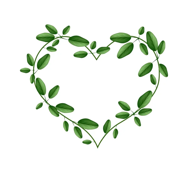 Fresh Green Leaves in A Heart Shape — Stockvector