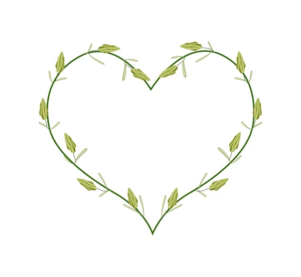 Dosettes de cardamon fraîches en forme de coeur — Image vectorielle
