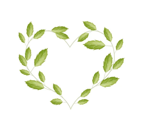 Green Vine Leaves in A Beautiful Heart Shape — Stockvector