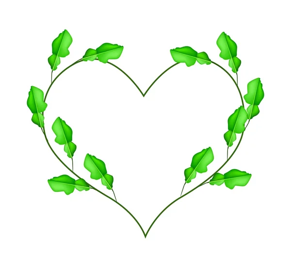 Kaffir Lime Leaves in A Heart Shape — Stock Vector