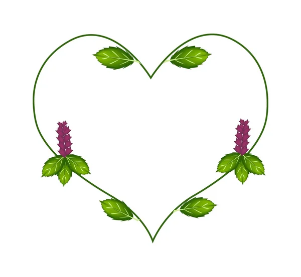 Thai Basil Leaves and Flowers in A Heart Shape — Stok Vektör