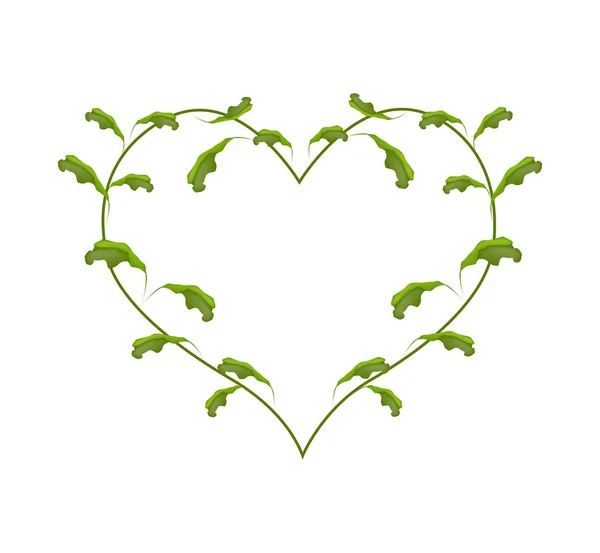 Hojas de vid verdes frescas en un marco de corazón — Vector de stock