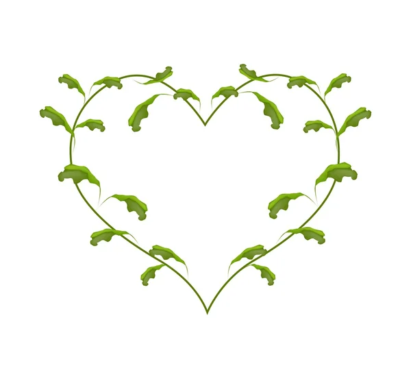 Fresh Green Vine Leaves in A Heart Frame — 图库矢量图片