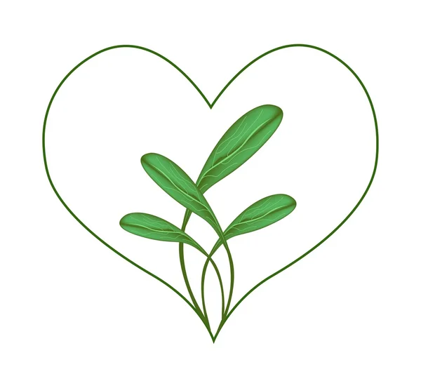 Feuilles vertes fraîches dans un cadre de coeur — Image vectorielle