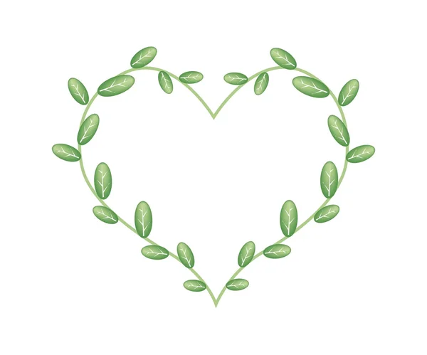 Green Vine Leaves in A Heart Shape — Stock Vector