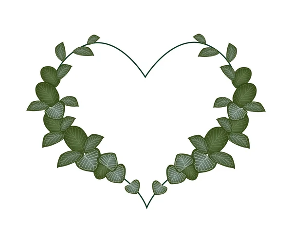 Fresh Green Acanthaceae Leaves in A Heart Shape — Stok Vektör