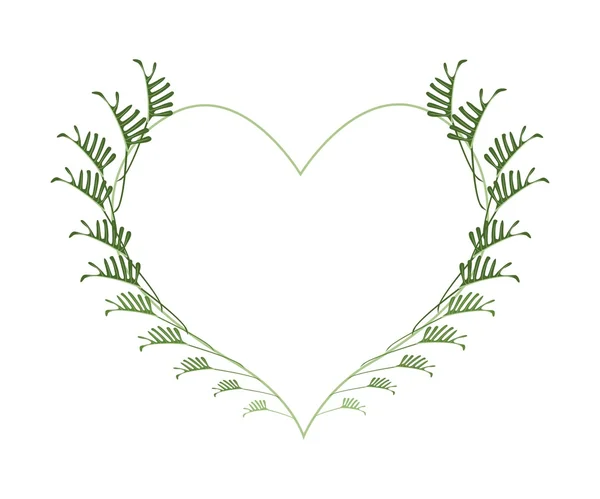 Fresh Philodendron Leaves in A Heart Shape — Stock vektor
