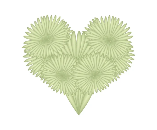 Dracaena Cinnabari Leaves in A Heart Shape — Stockvector