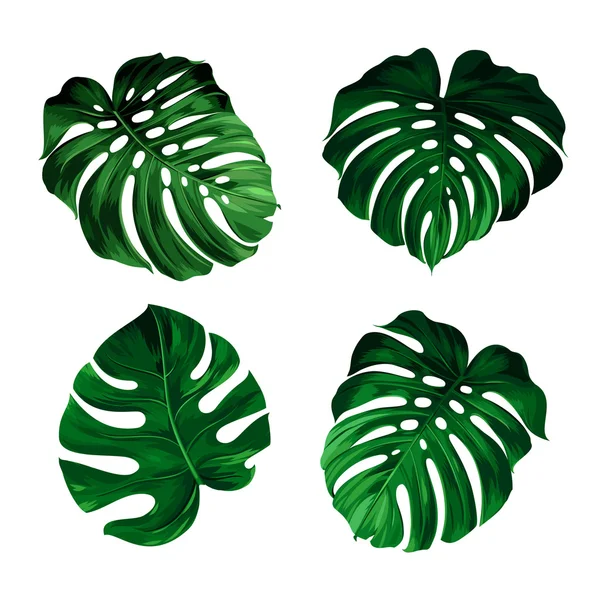 Set of leaves monstera — Stock Vector