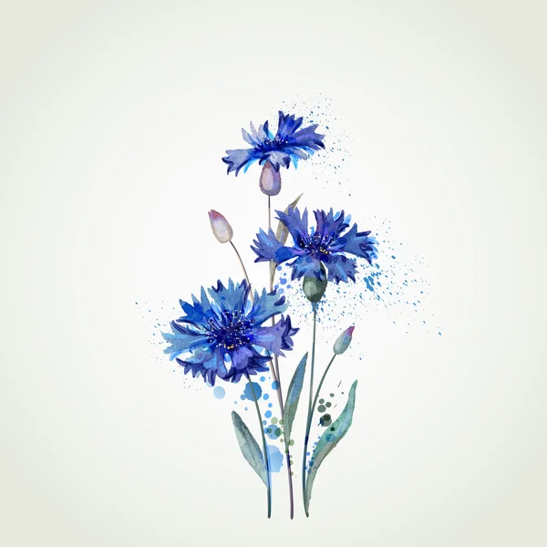 Aquarel korenbloemen illustratie — Stockvector