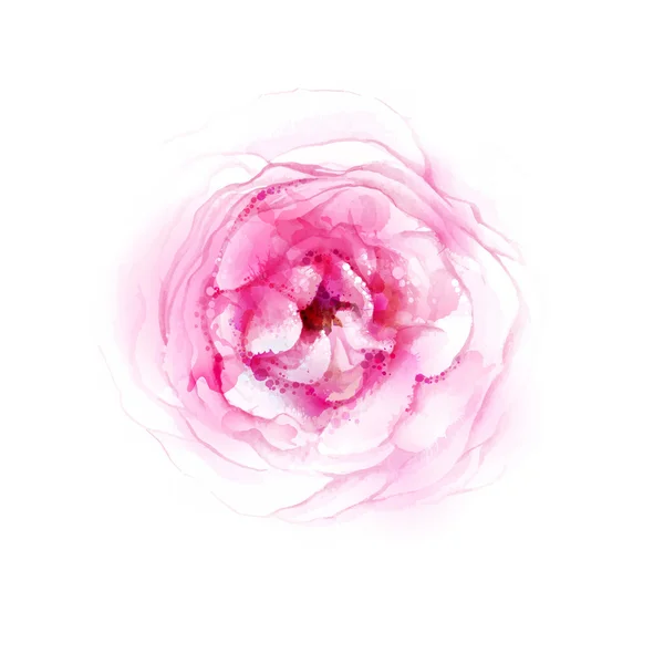 Watercolor rose blooming flower — Stock Vector